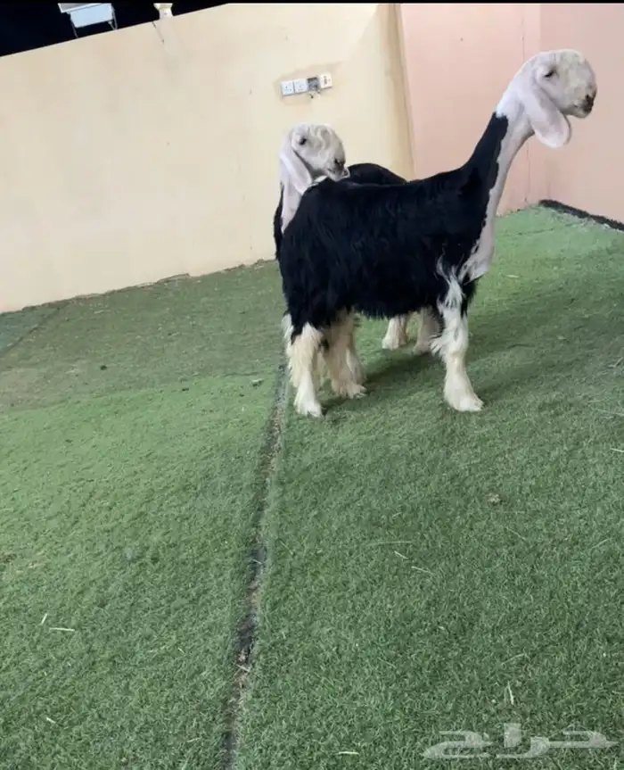 رخال نجد 1