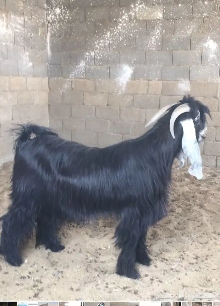 فحل عارضي صنف فاخر 2