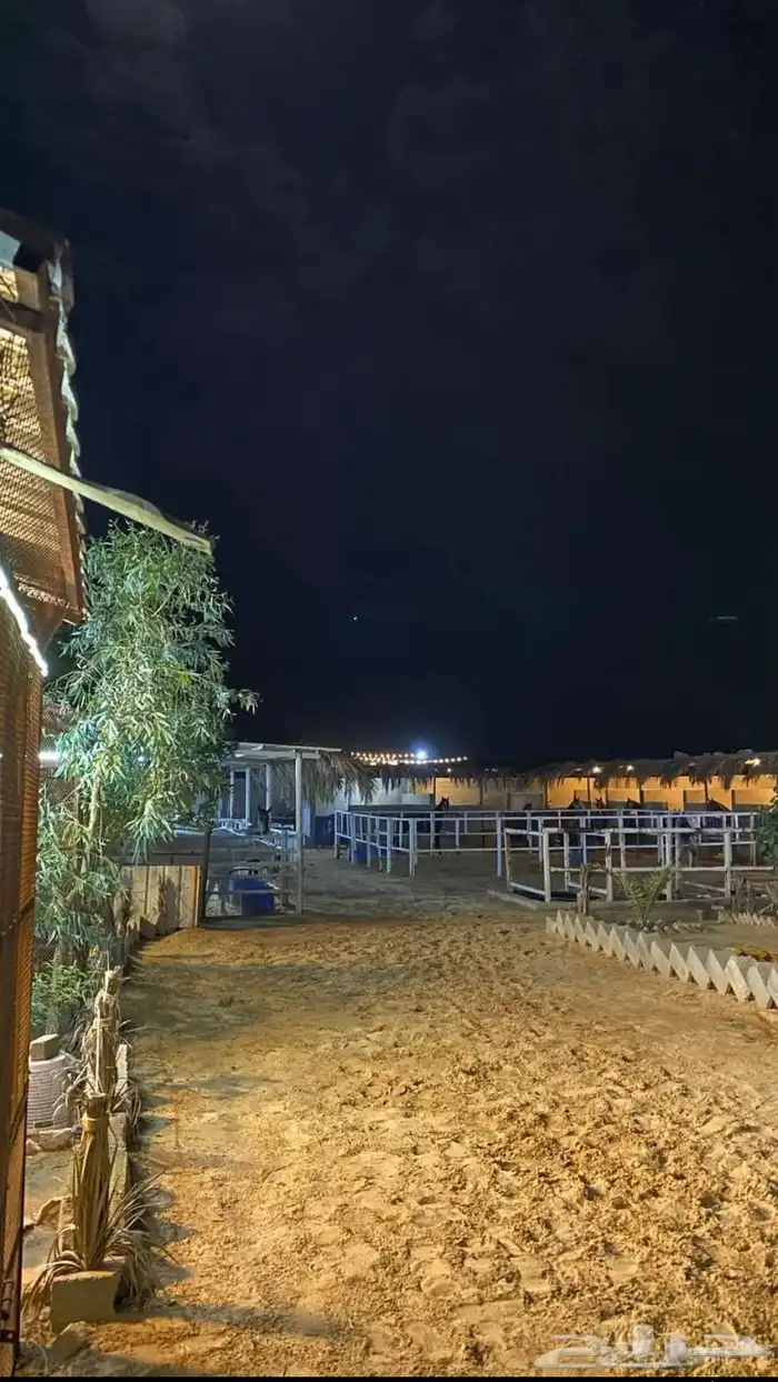 مربط ريانه للخيل العربيه 0