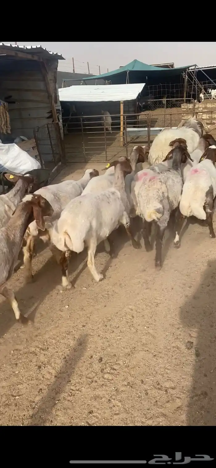غنم مضاريع شرط بلفحل فاخر 5