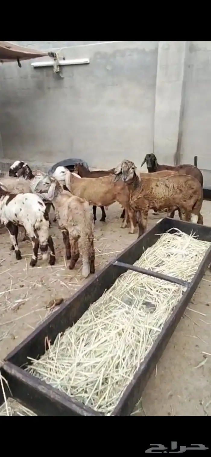 سواكن بهم للبيع 6