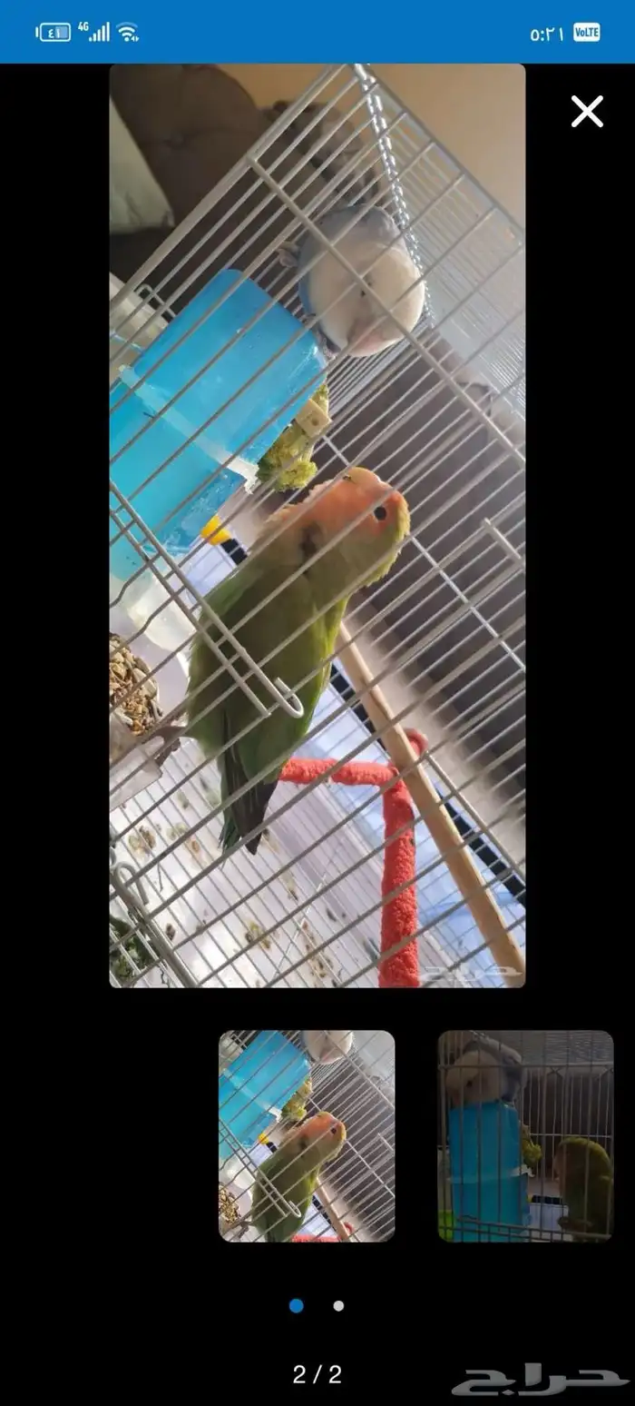 أنثى روز منتجه 3