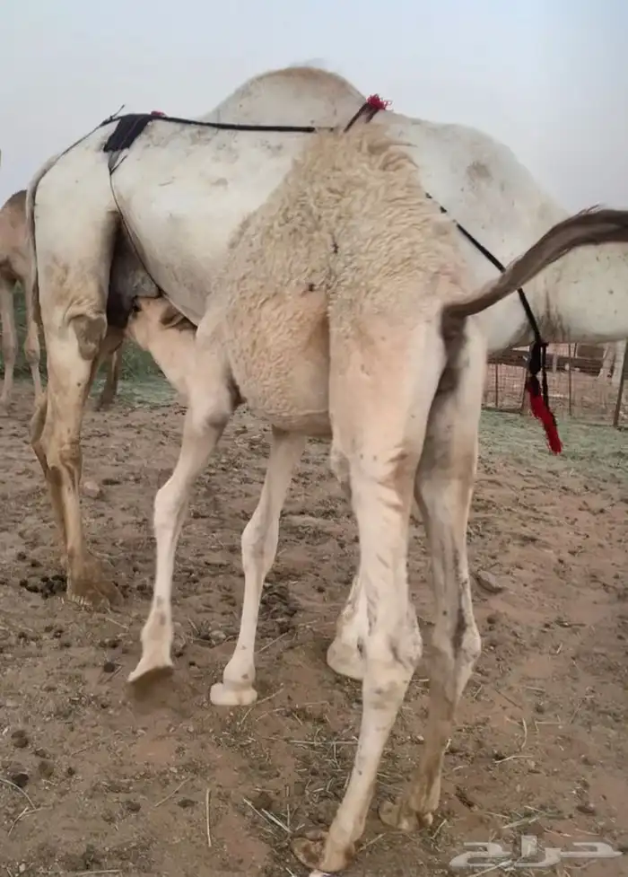 عشراء هديه تم البيع 1