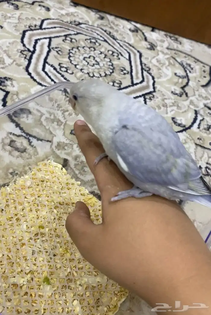 فرخ روز اليف جدا غر على السوم 1