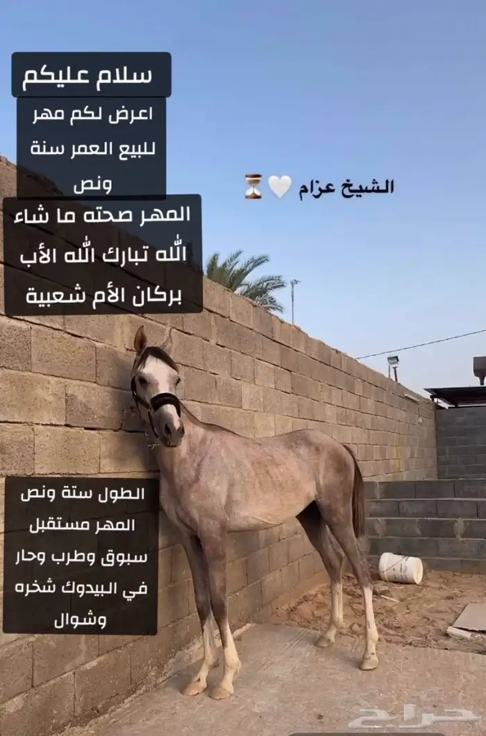 مهر للبيع 0