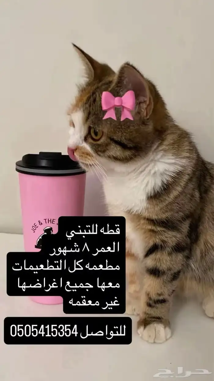 قطه للتبني 0