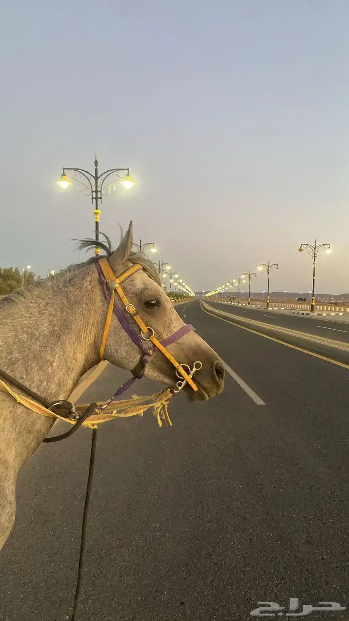 حصان شعبي شيخ ومنتج . 3