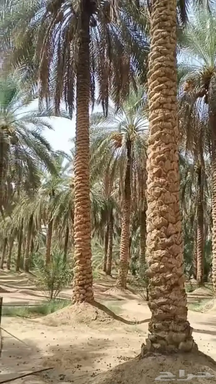 فرصة لأهل التمور والتجارة تمور الكهفة الفنخاء 3