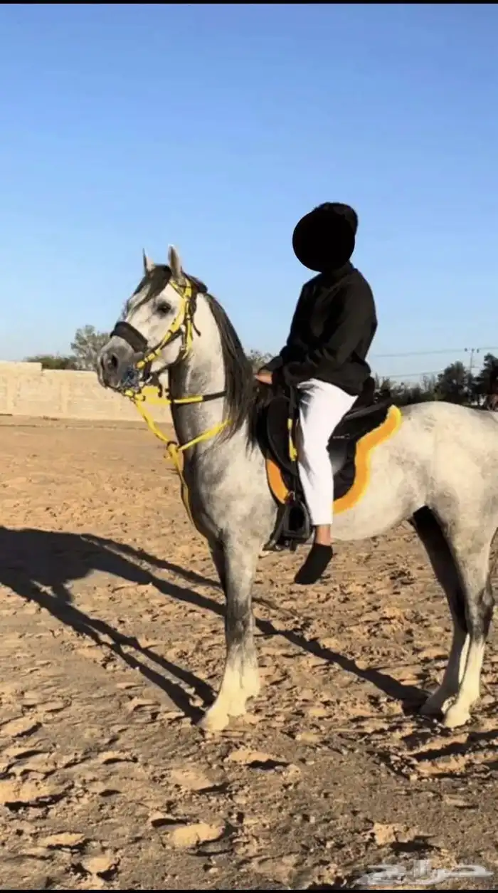 حصان شعبي للبيع 0