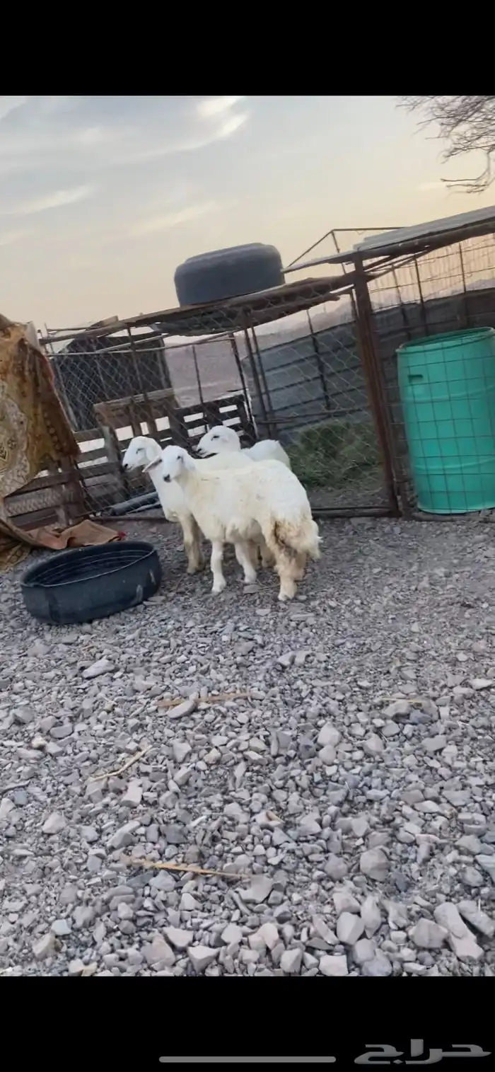 طليين ذبايح 2