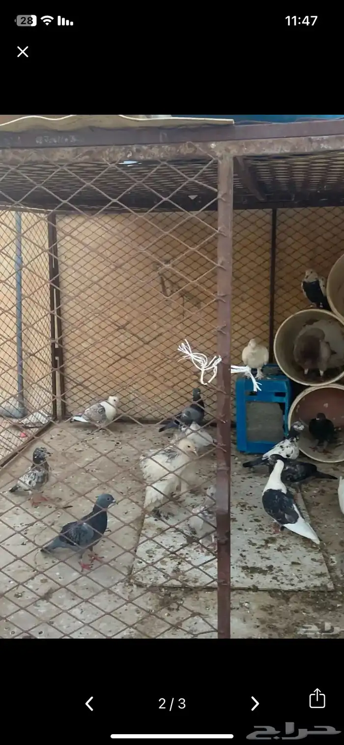 حمام للبيع جمله لا يوجد تفريد يوجد بعض الجاواز خارج البيع 1