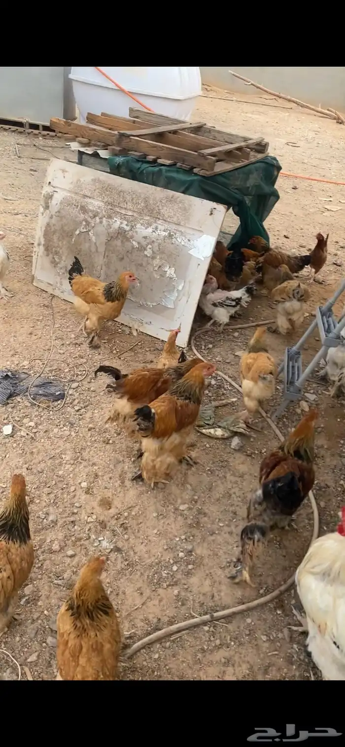 دجاج 3