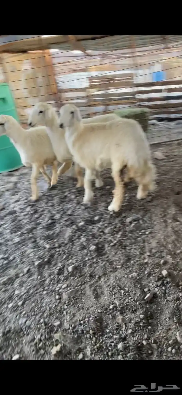 طليين ذبايح 0