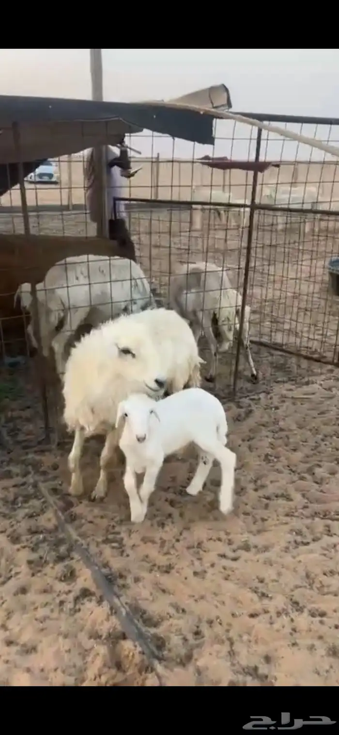 للبيع حريه خلفه رباع 1