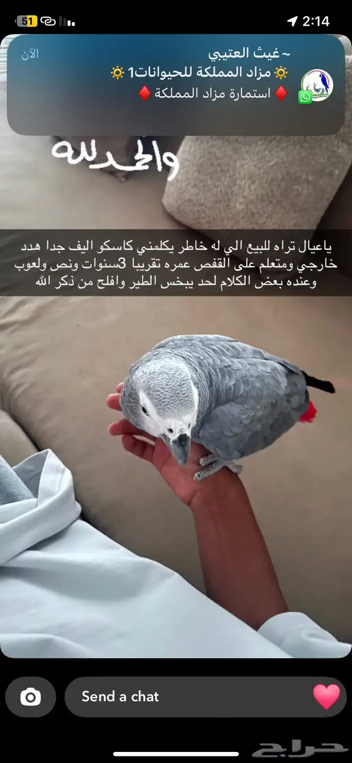 كاسيكو البيع اليف هدد 0
