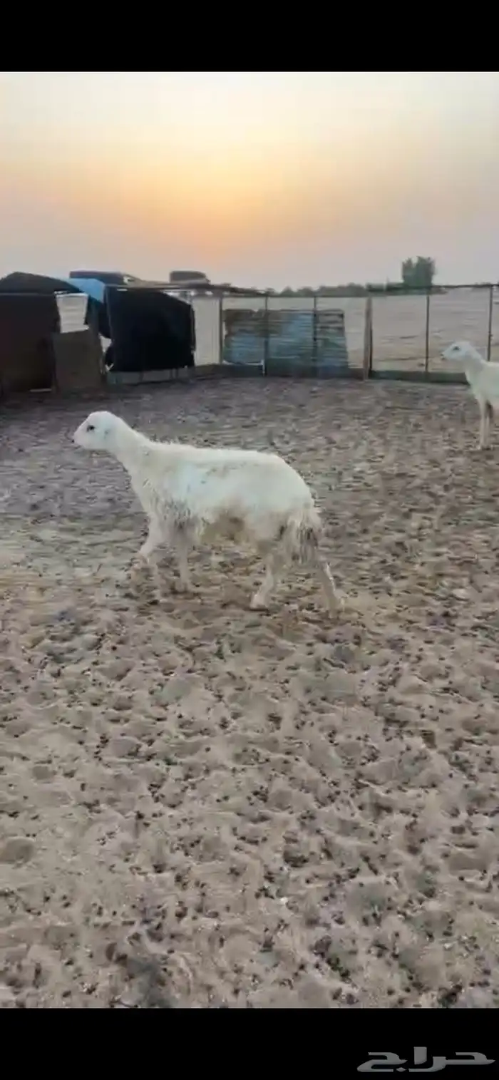 للبيع حريه خلفه رباع 3