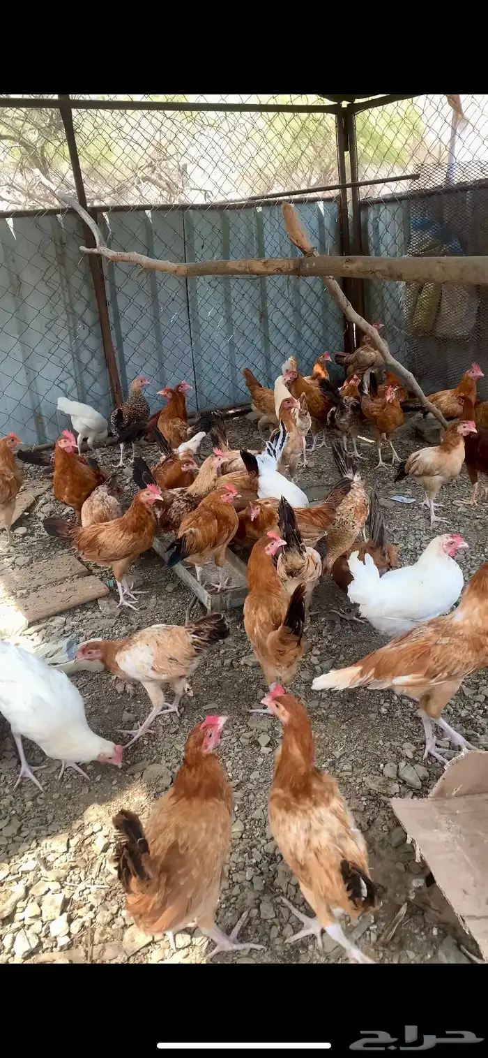 ذكران بلدي 1
