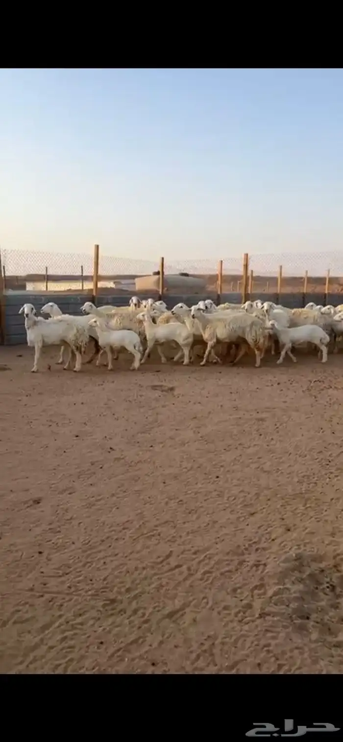 حريات مراحه واحد صنف 1