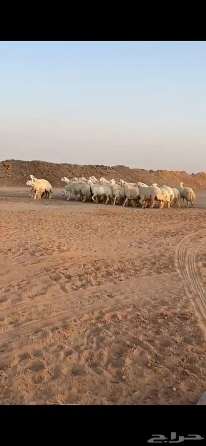حريات مراحه واحد صنف 3