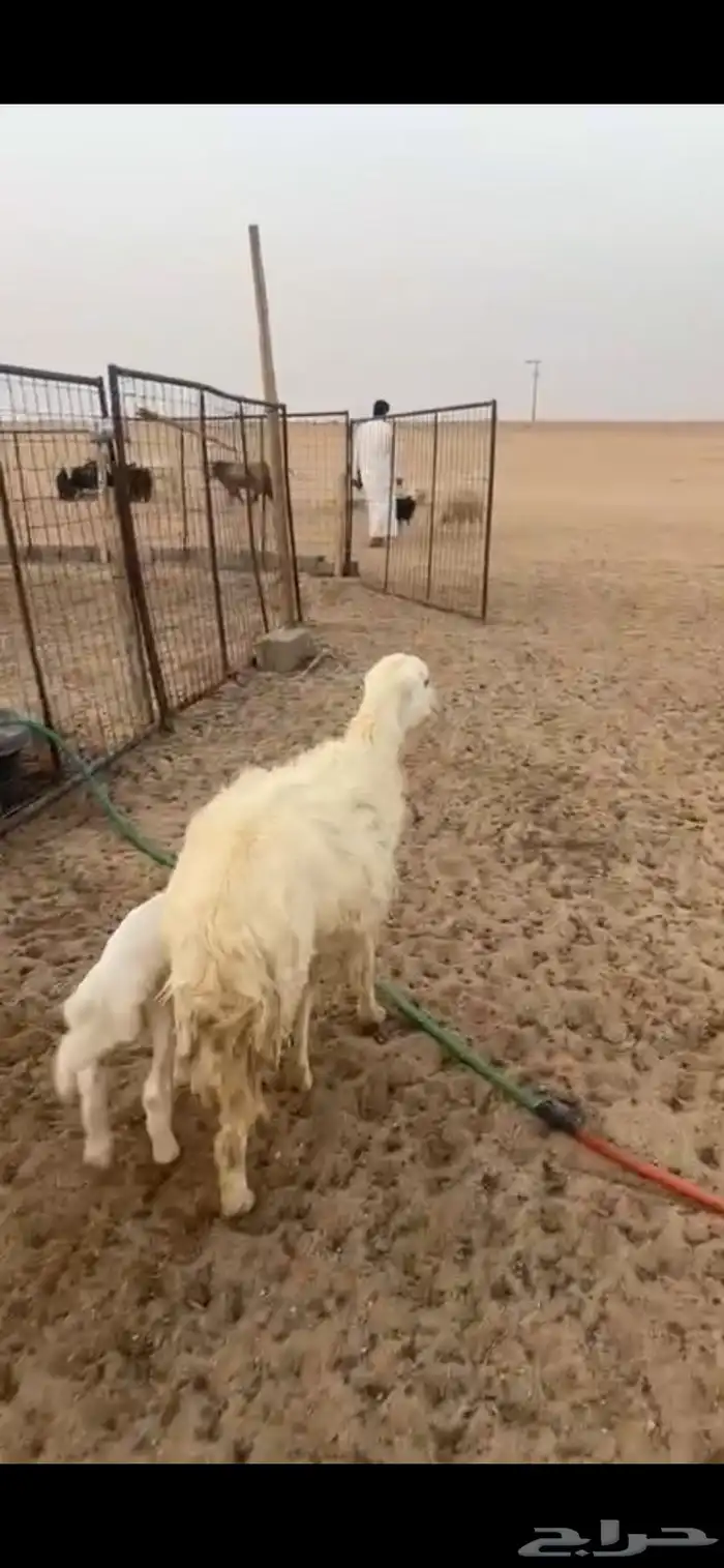 للبيع حريه خلفه رباع 2