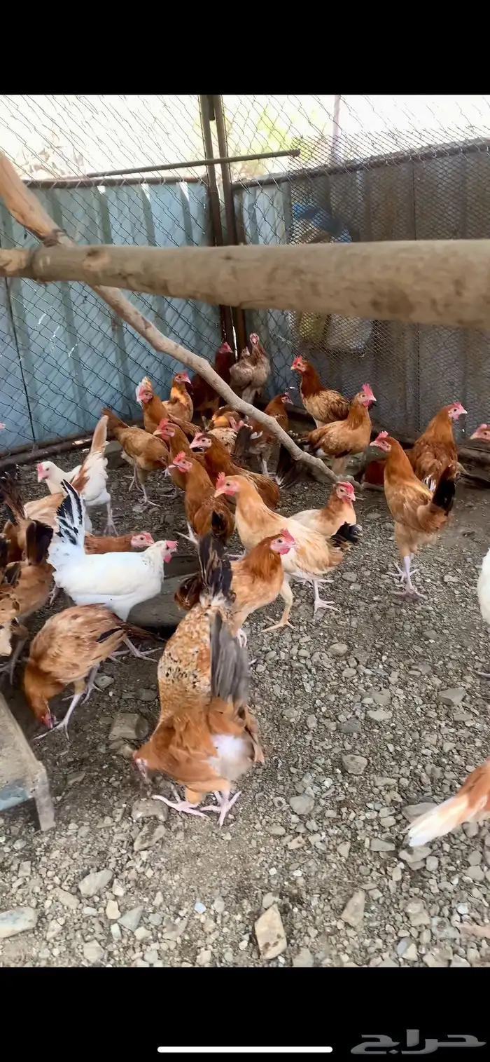 ذكران بلدي 0