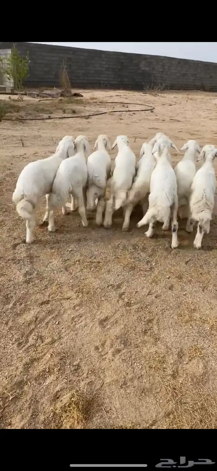 طليان هرافا شعره وطرف 0