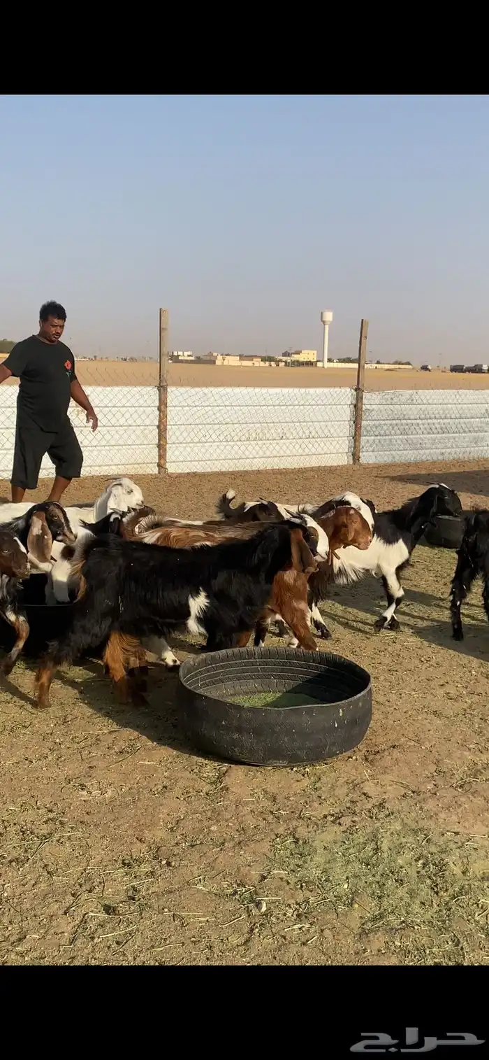 للبيع جفرات مشاريك طيبه 4