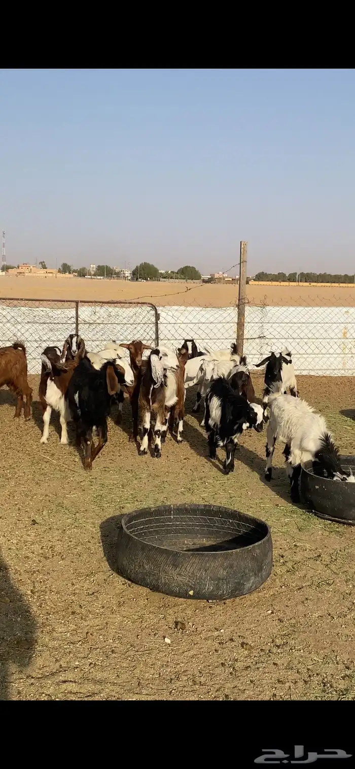 للبيع جفرات مشاريك طيبه 6