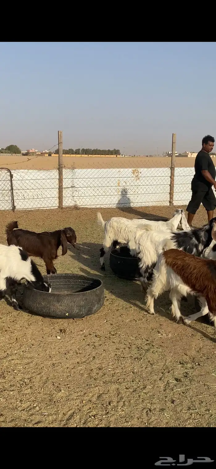 للبيع جفرات مشاريك طيبه 5