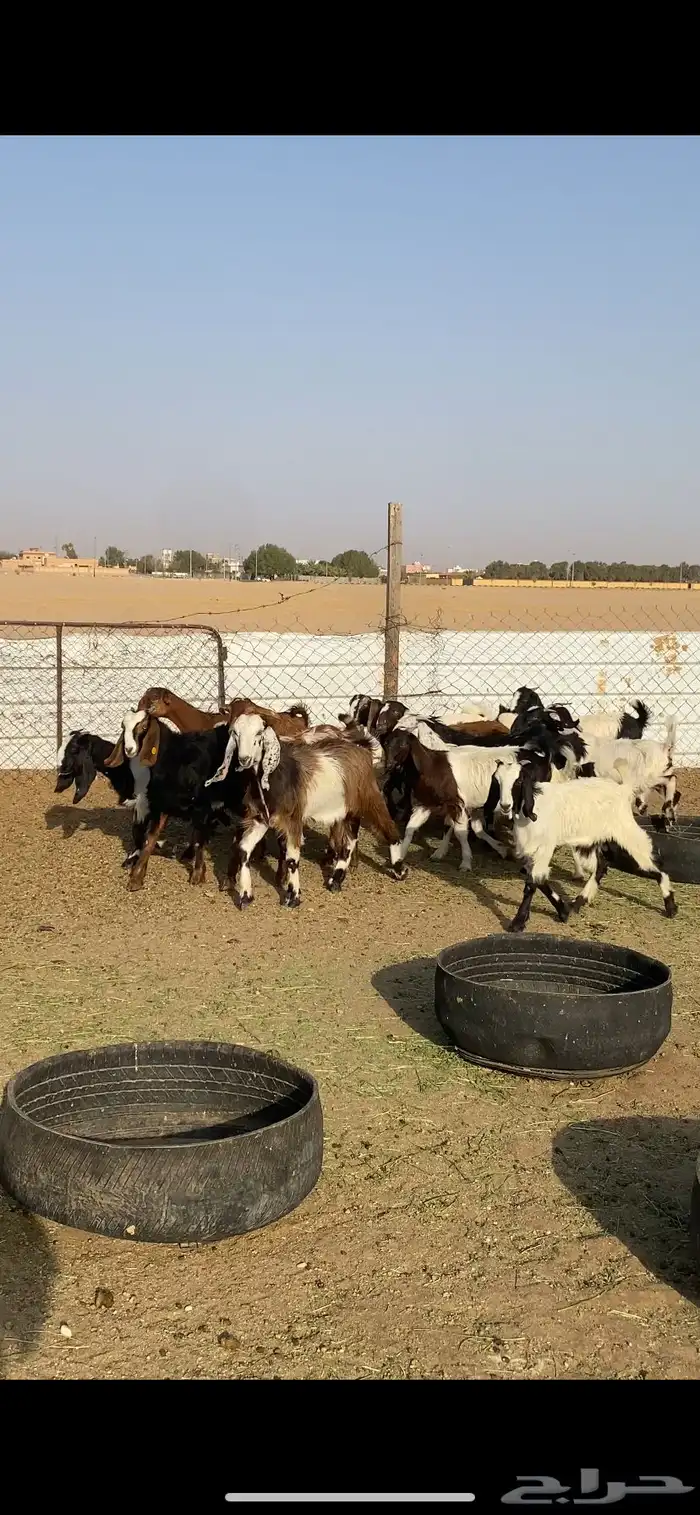للبيع جفرات مشاريك طيبه 0
