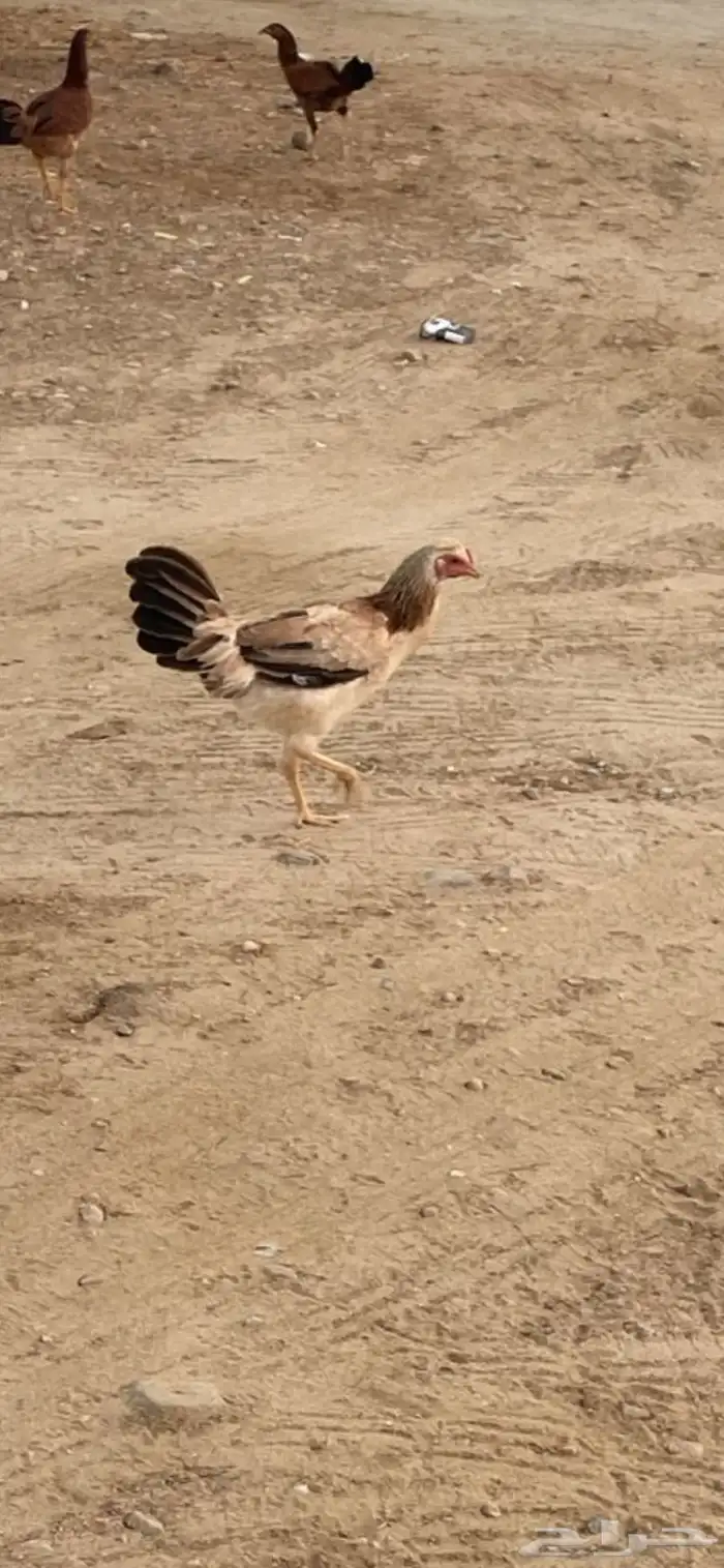 ديك ودجاجه للبيع على السوم اعلى سومه الله يبارك 0