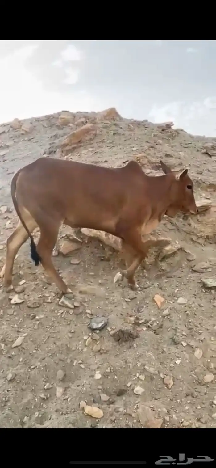ثنتين خبيش أعماره من سنه وشهرين 2