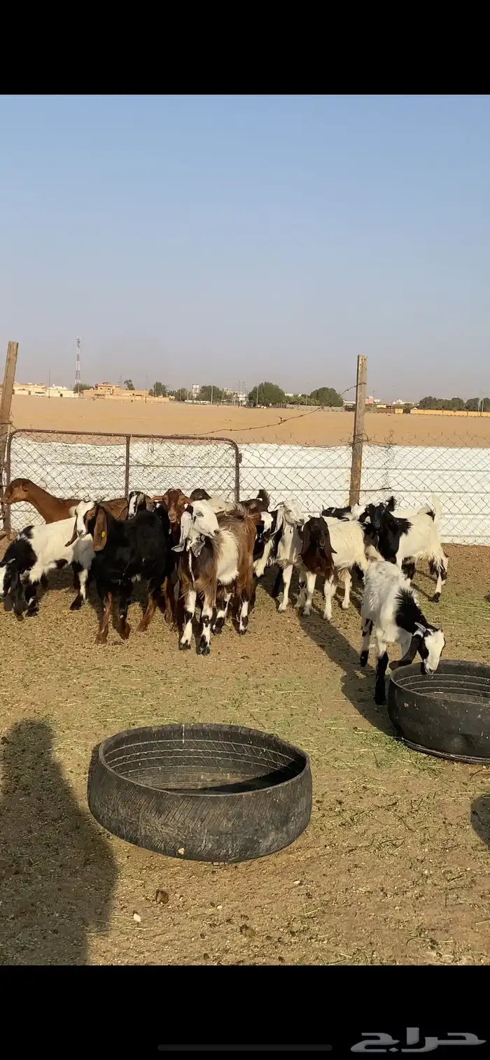 للبيع جفرات مشاريك طيبه 1