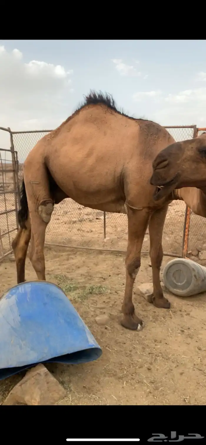 قعود اصفر عبداني سنه حق 0