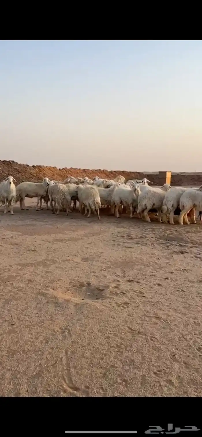 حريات مراحه واحد صنف 4