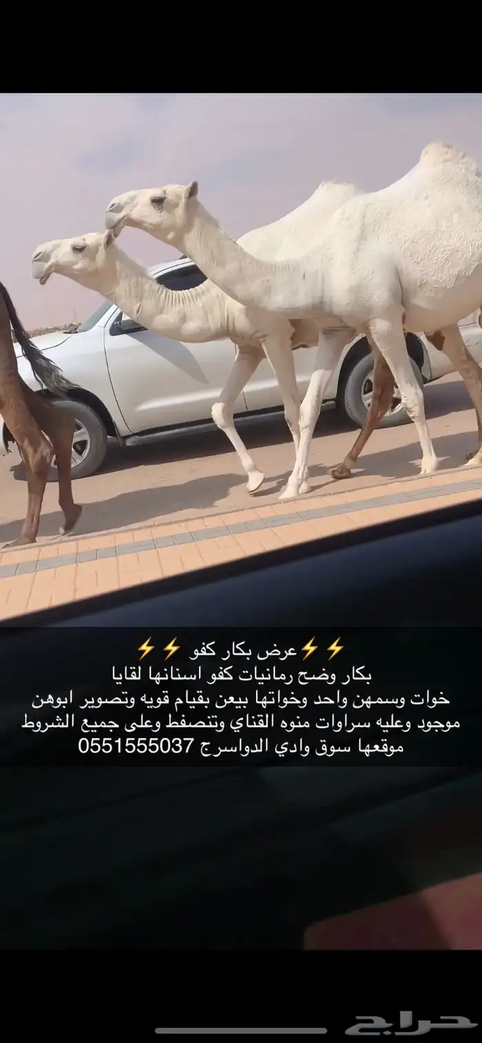 بكار كفو 2