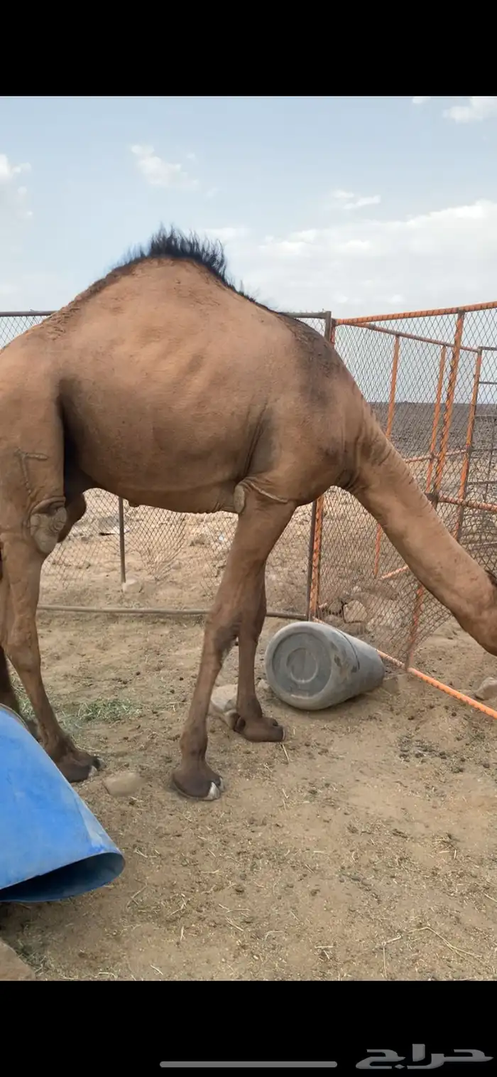 قعود اصفر عبداني سنه حق 1