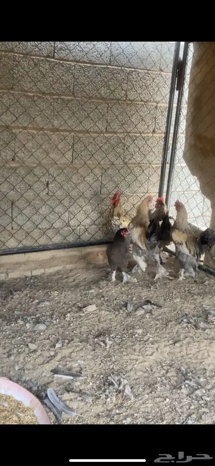 ديكه ودجاجه 0