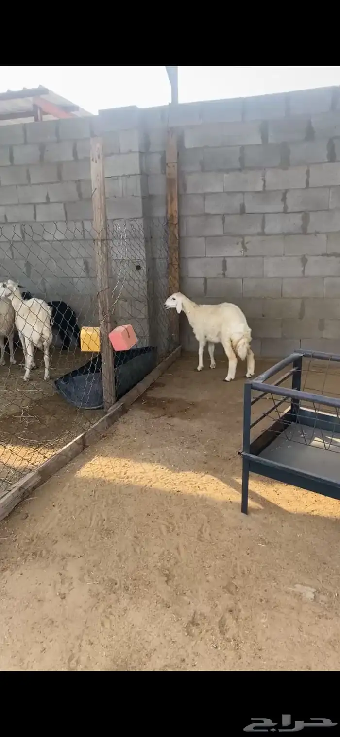 رخل العمر أربع شهور ونص تزيد ماتنقص 0