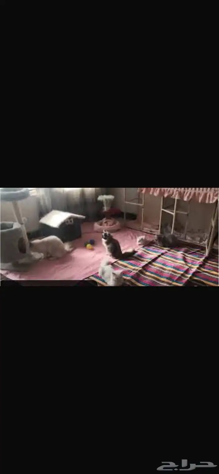 فندقة قطط بالطاىف 2