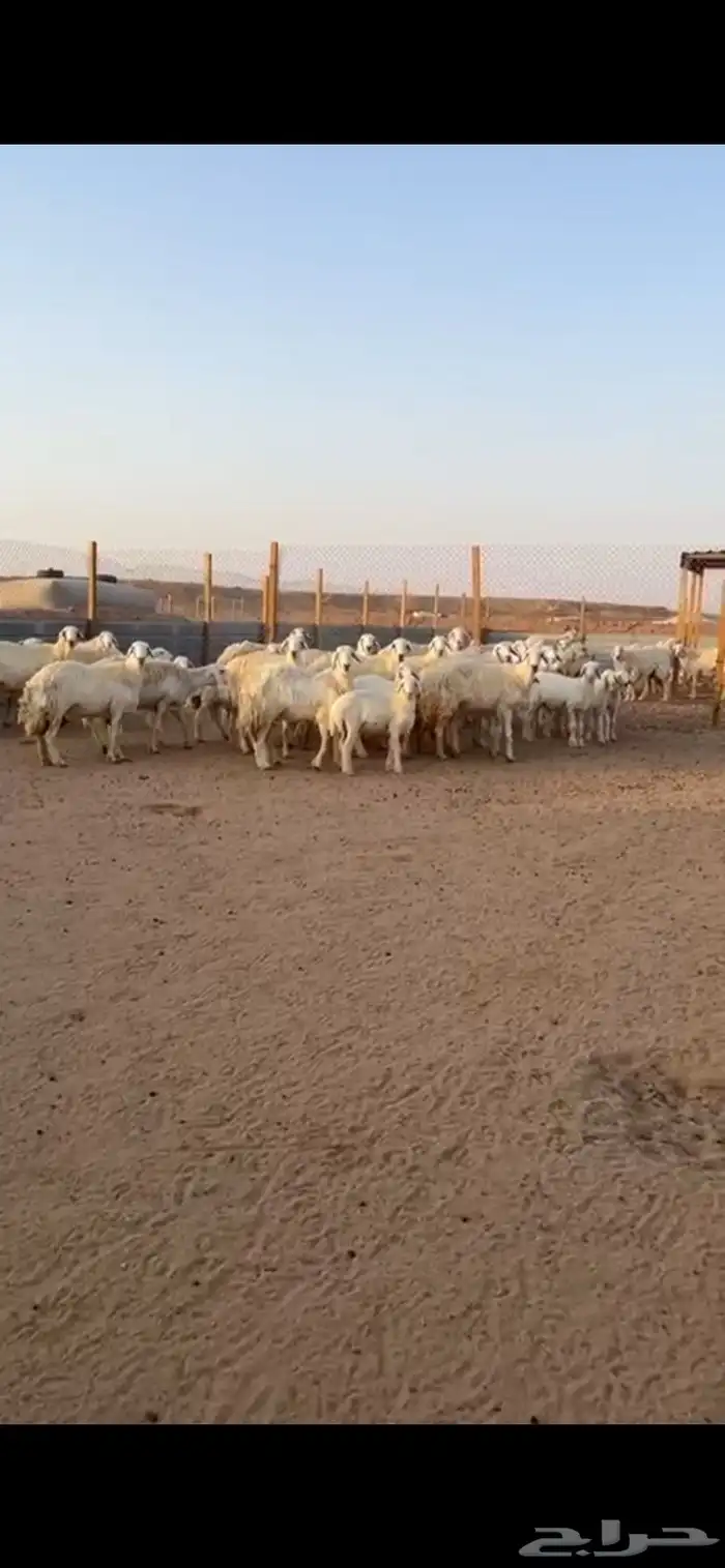 حريات مراحه واحد صنف 2