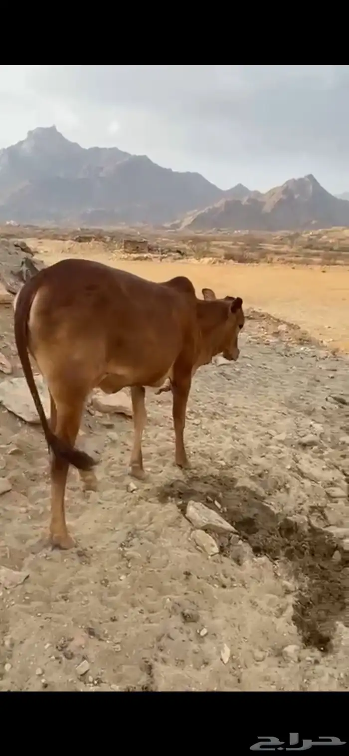 ثنتين خبيش أعماره من سنه وشهرين 3