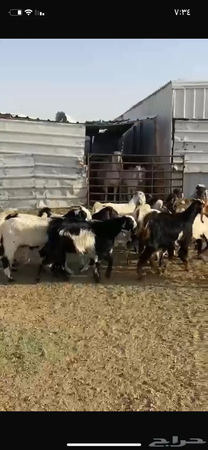 للبيع جفرات مشاريك طيبه 8