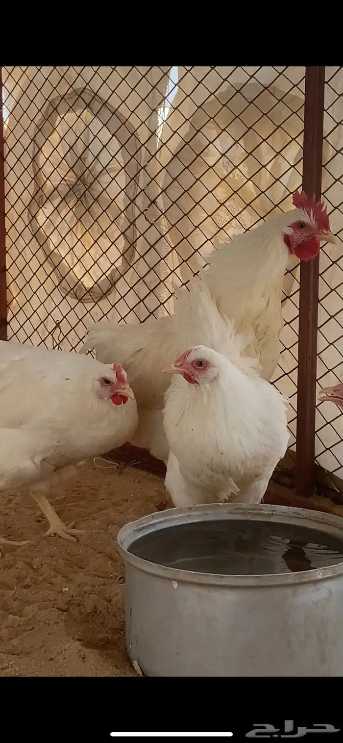 دجاج 1