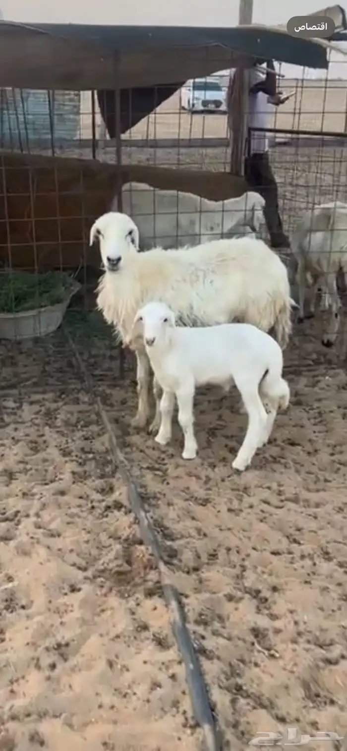 للبيع حريه خلفه رباع 0