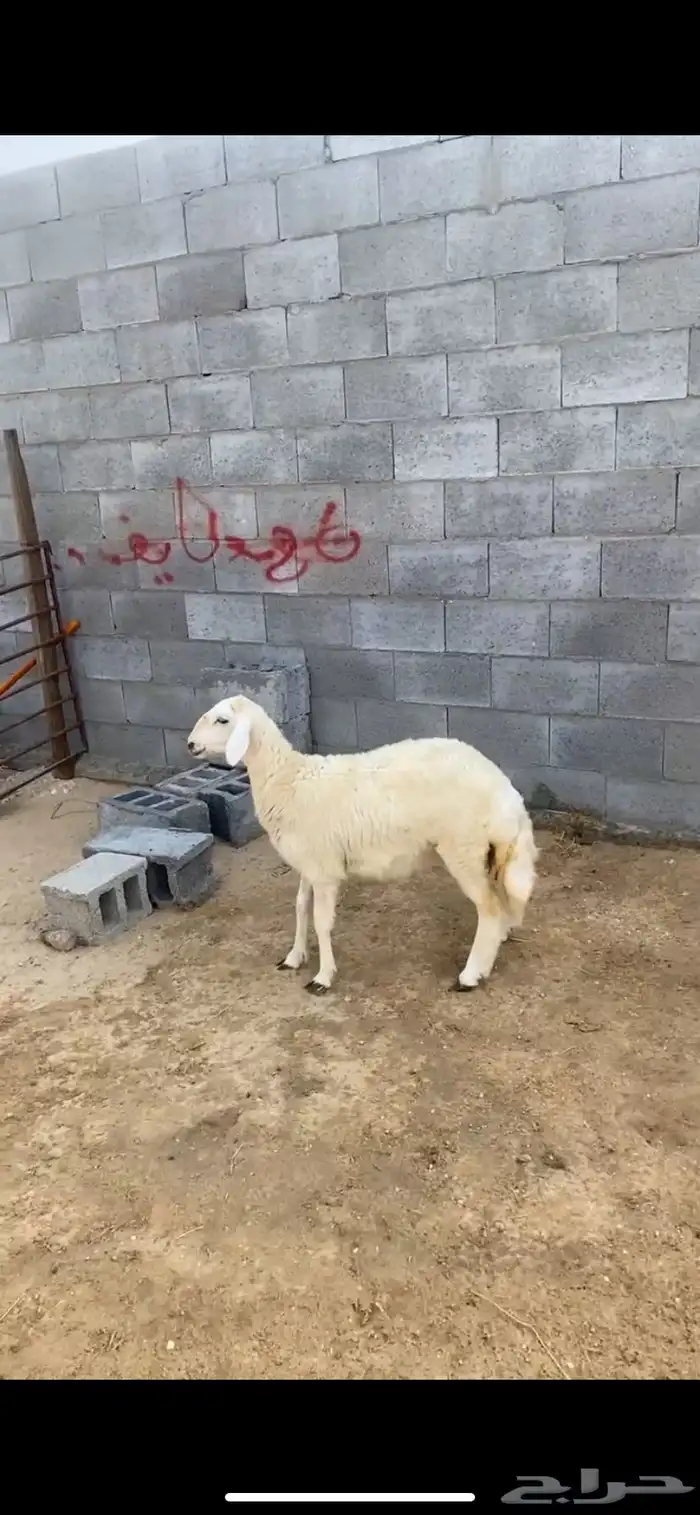 رخل العمر أربع شهور ونص تزيد ماتنقص 2