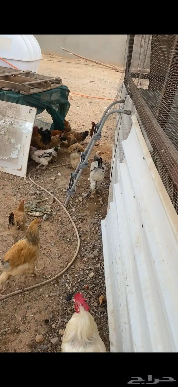 دجاج 5