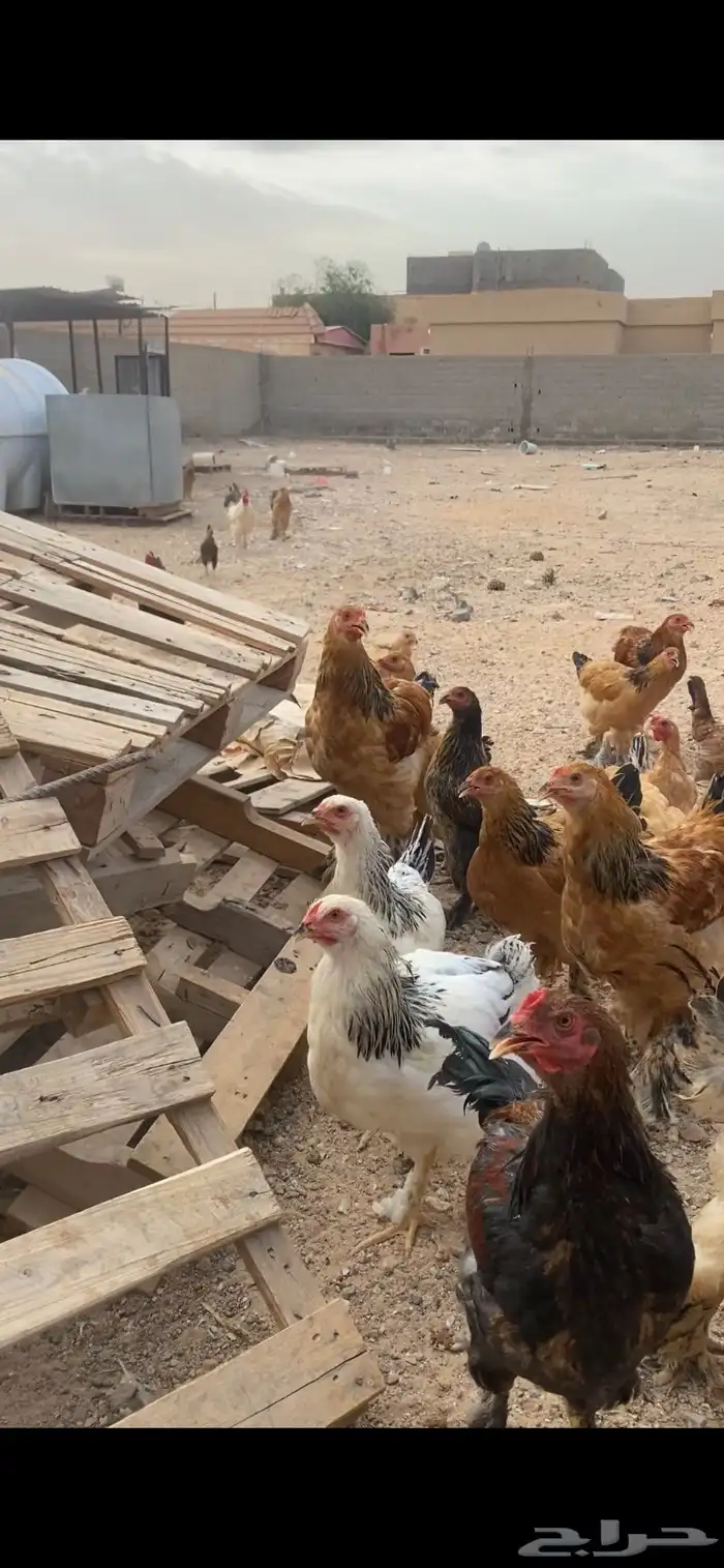 دجاج 2
