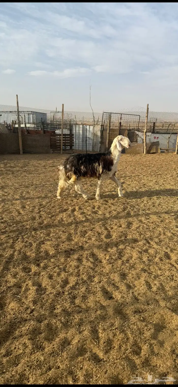 جذع اوثني نجدي احمر مشروع فحل غير مشروط 2