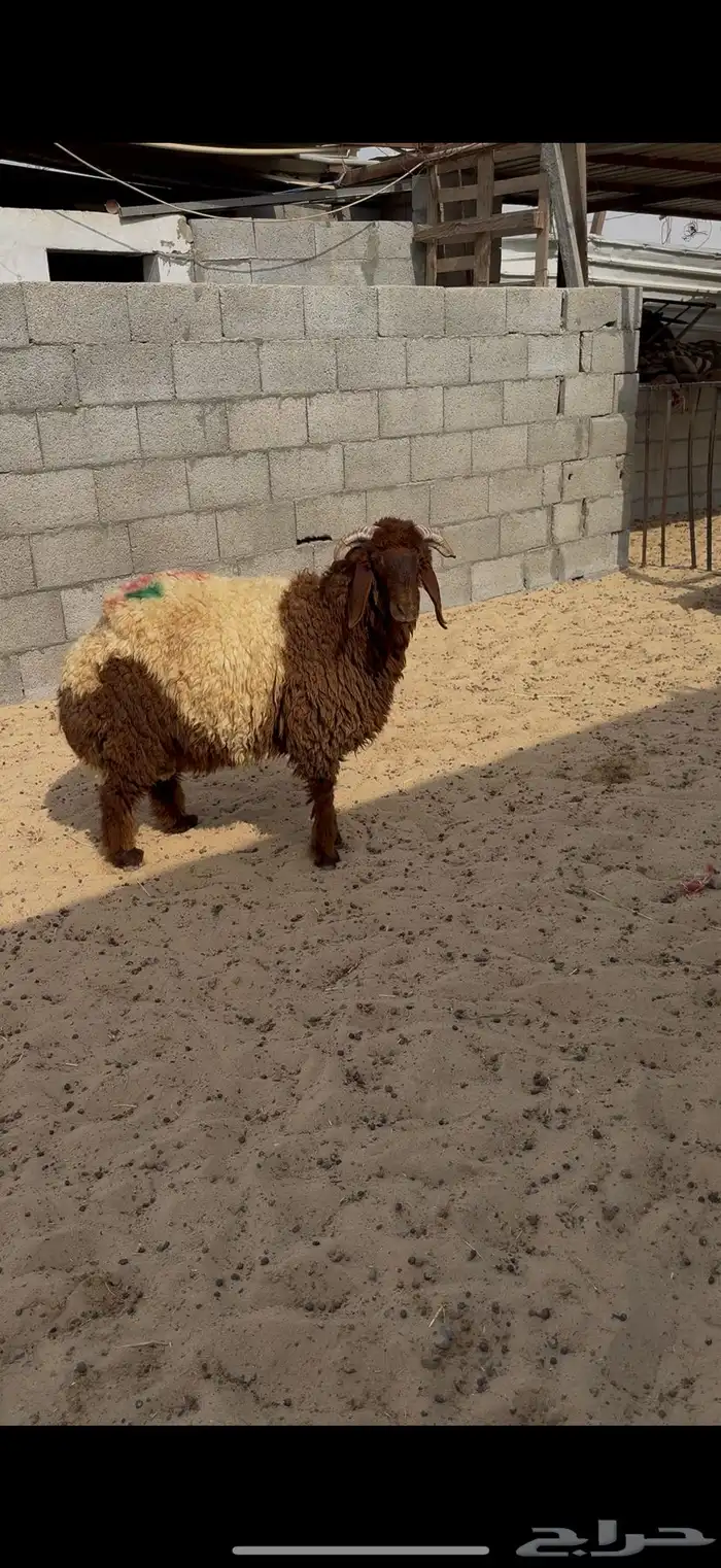 خرفان نعيم للبيع 0